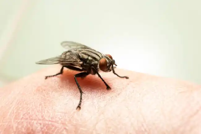 The Spiritual Significance of a Fly Landing on You: What Does it Mean?