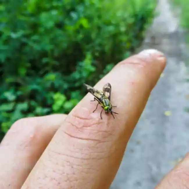 The Spiritual Significance of a Fly Landing on You: What Does it Mean?