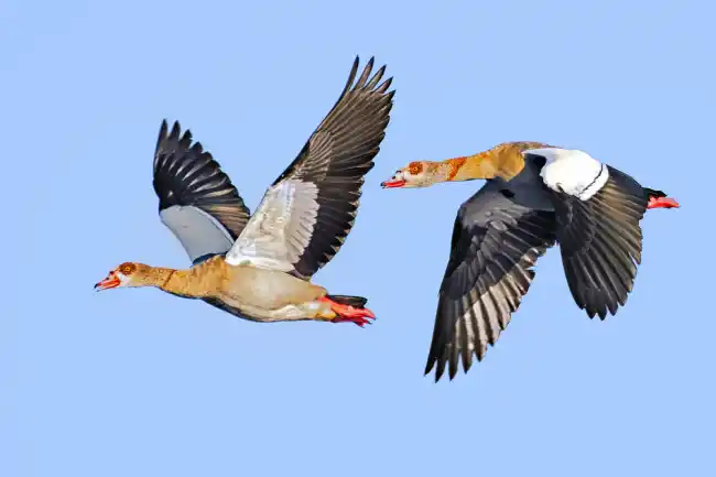 Two Geese Flying