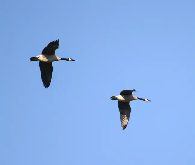 Two Geese Flying