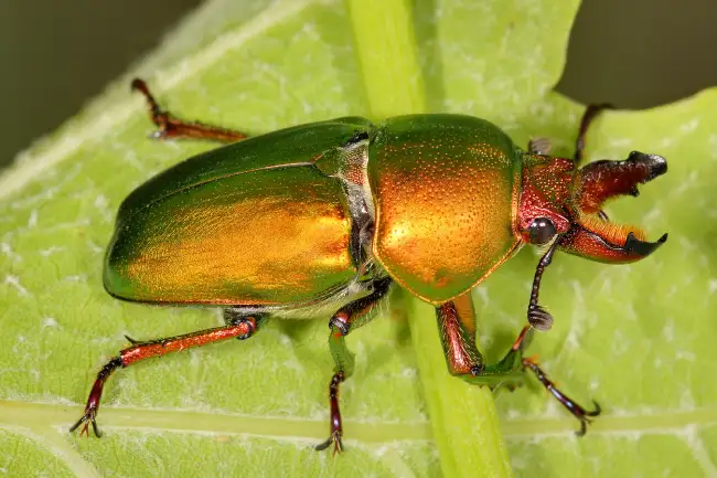 What is the spiritual meaning behind the presence of beetles in our lives?