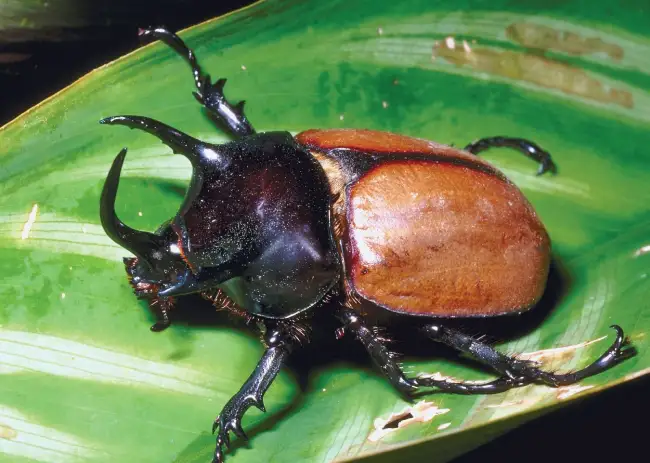 What is the spiritual meaning behind the presence of beetles in our lives?