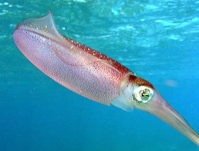 What is the spiritual meaning behind the symbolism of squid?