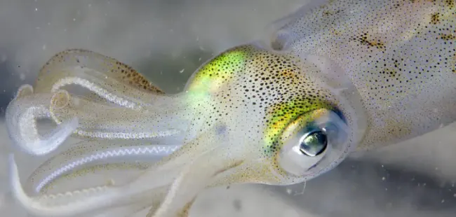 What is the spiritual meaning behind the symbolism of squid?