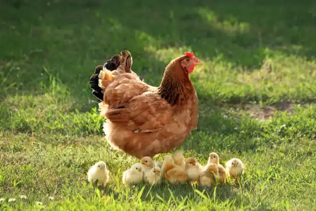 What is the spiritual significance of chickens in various cultures and beliefs?