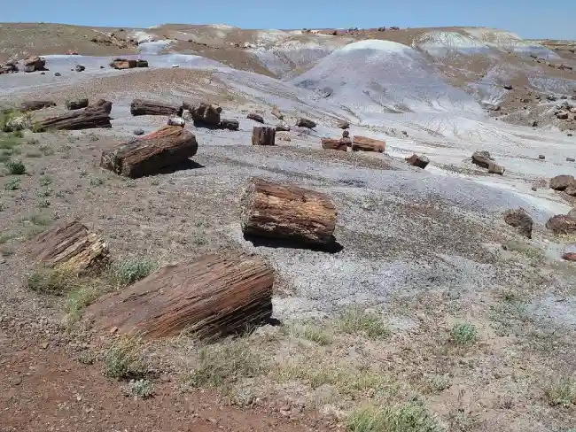 What is the spiritual significance of petrified wood