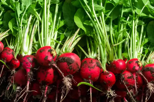 What is the spiritual significance of radishes in various cultures and beliefs?