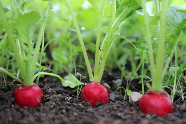 What is the spiritual significance of radishes in various cultures and beliefs?