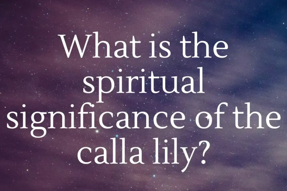 What is the spiritual significance of the calla lily?