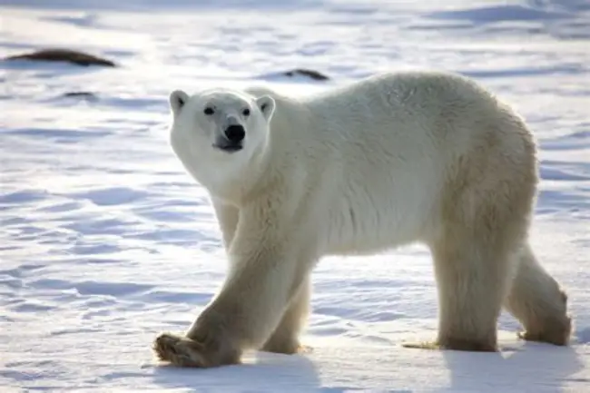 What is the spiritual significance of the polar bear in indigenous cultures?