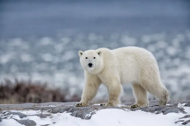 What is the spiritual significance of the polar bear in indigenous cultures?