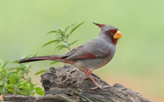 What is the spiritual significance of the pyrrhuloxia bird?