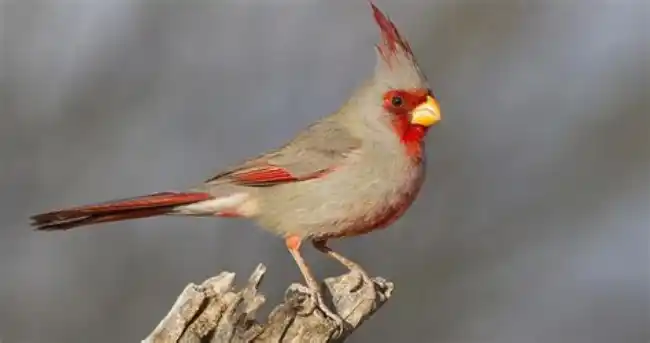 What is the spiritual significance of the pyrrhuloxia bird?