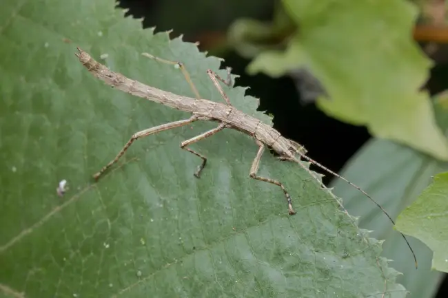 What is the spiritual significance of the stick bug?