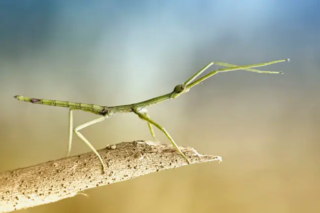 What is the spiritual significance of the stick bug?