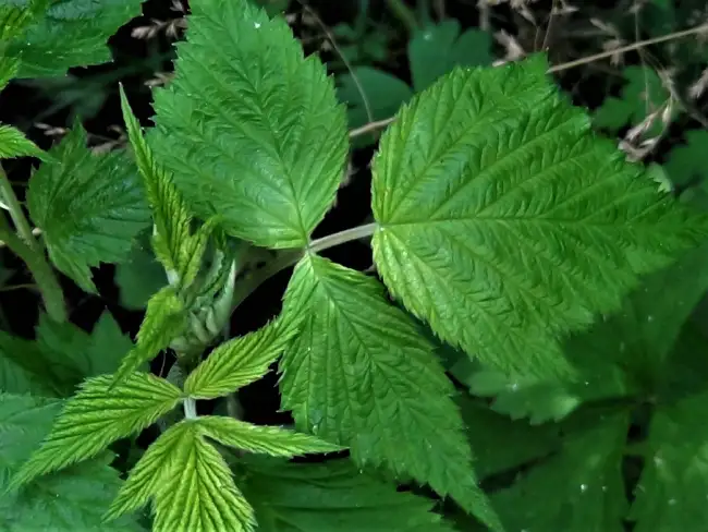 raspberry leaves