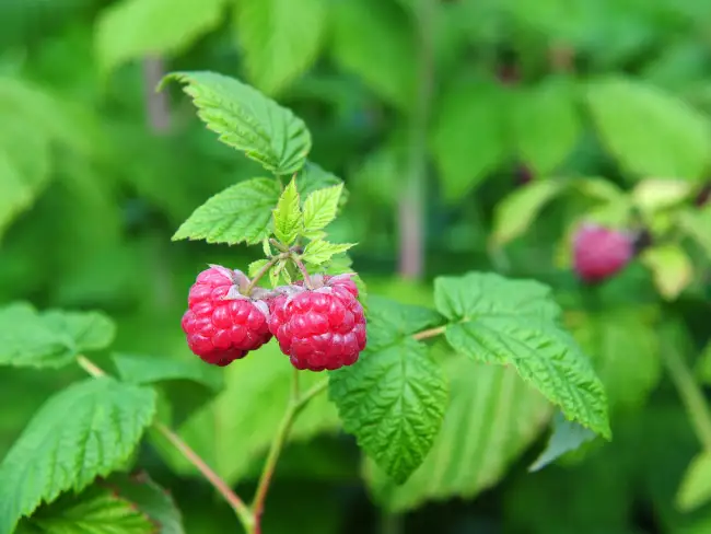 raspberry leaves