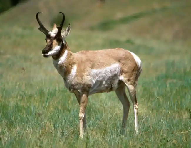 Antelope