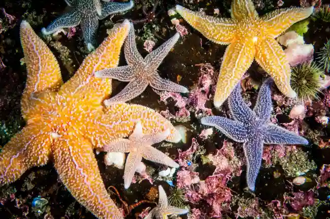 Unveiling the Spiritual Symbolism of the Starfish: What Does this Sea Creature Represent?