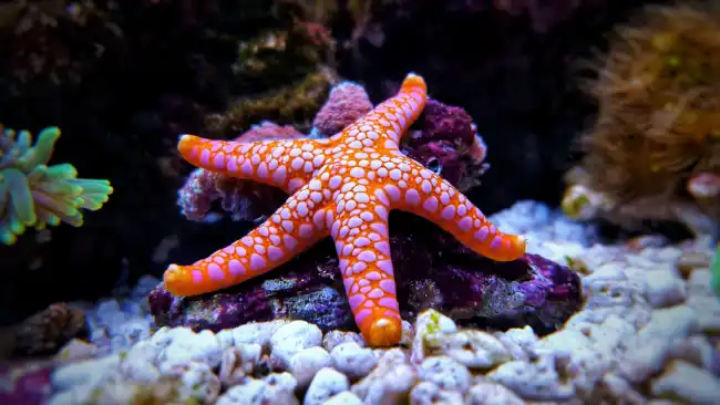 Unveiling the Spiritual Symbolism of the Starfish: What Does this Sea Creature Represent?