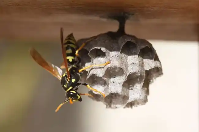 The Spiritual Meaning of Wasps in Your House