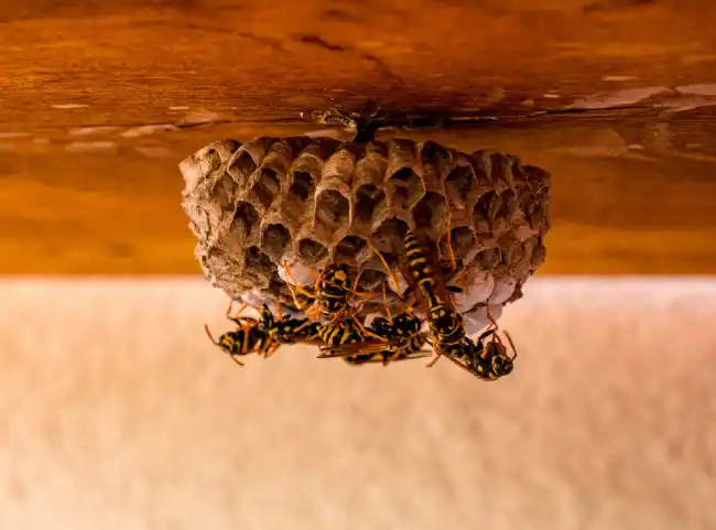 The Spiritual Meaning of Wasps in Your House