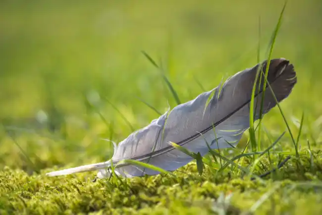 What Does Seeing a Feather Mean Spiritually?