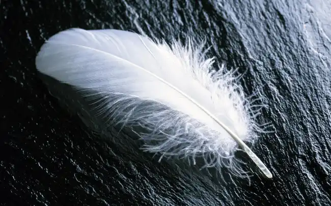 What Does Seeing a Feather Mean Spiritually?