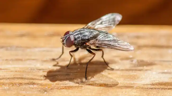 What Is the Spiritual Significance of Hearing a Fly Buzzing in Your Ear at Night