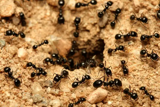 What is the spiritual significance of black ants in various cultures and belief systems?