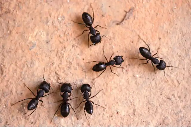 What is the spiritual significance of black ants in various cultures and belief systems?