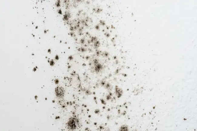 What is the spiritual significance of black mold in our lives?