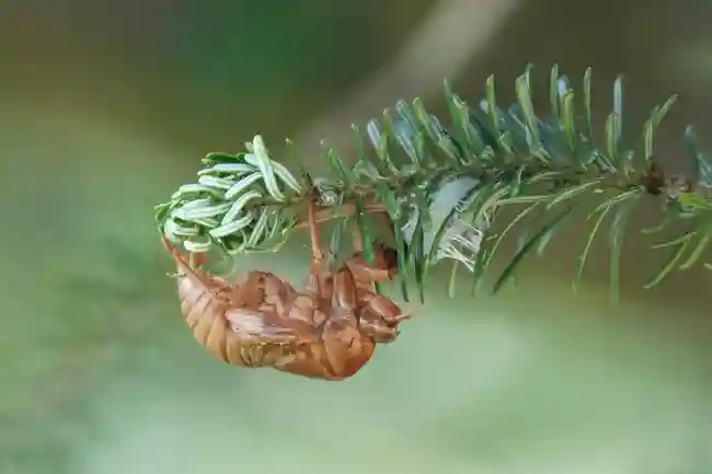 What is the spiritual significance of cicadas in nature and folklore?