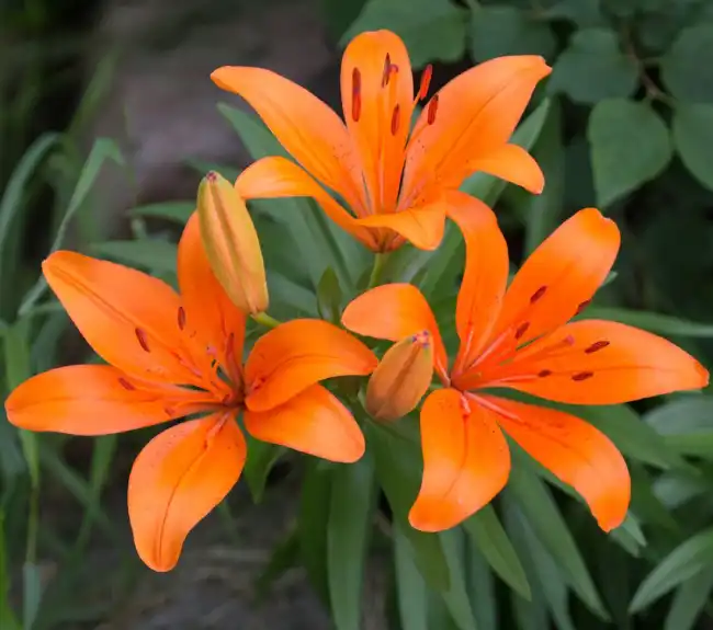 What is the spiritual significance of lilies?