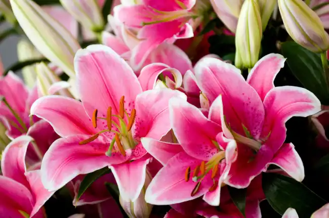 What is the spiritual significance of lilies?