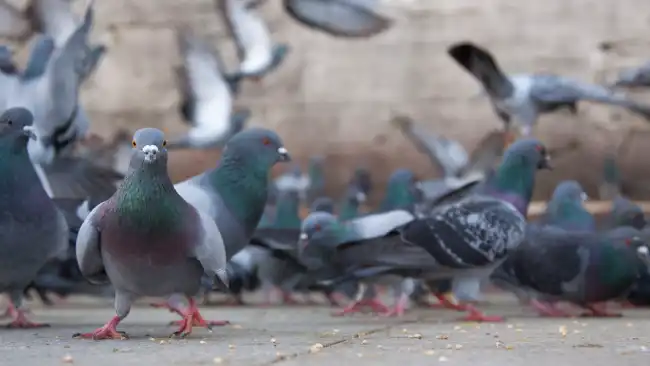 What is the spiritual significance of pigeons?