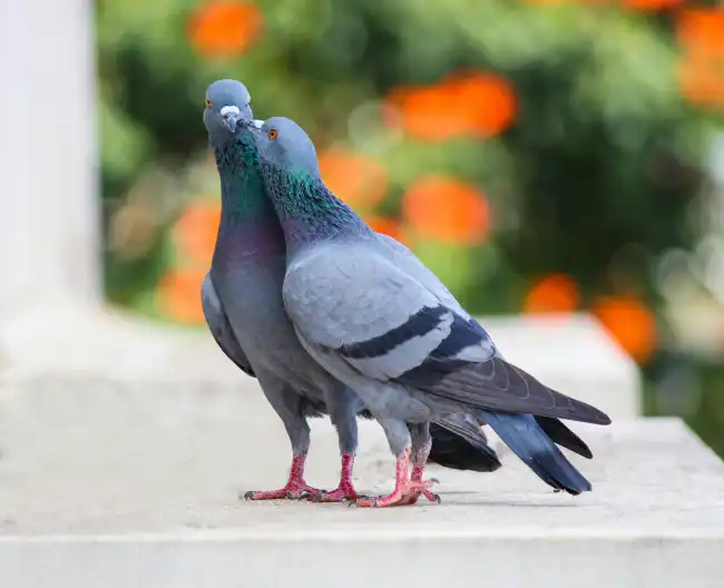 What is the spiritual significance of pigeons?