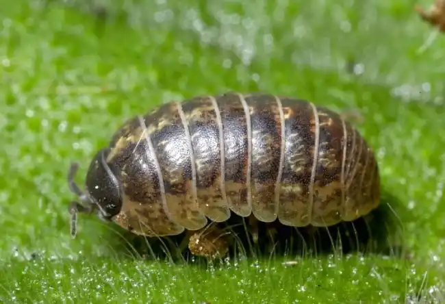 What is the spiritual significance of roly poly bugs?