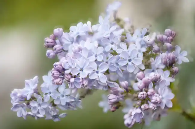 What is the spiritual significance of smelling lilacs?