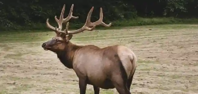 What is the spiritual significance of the elk in native cultures?