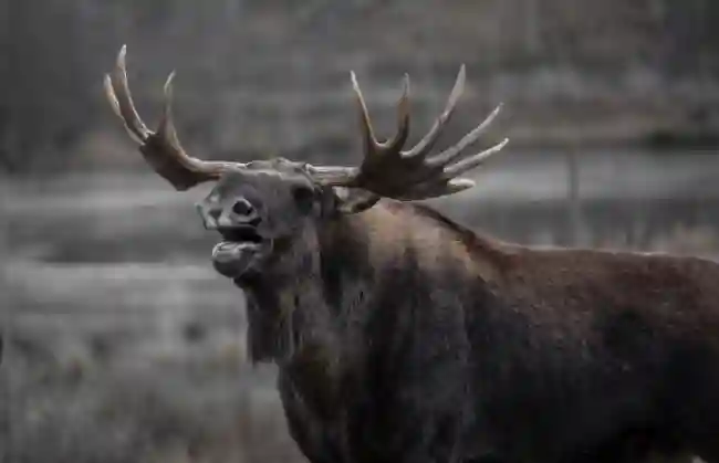 What is the spiritual significance of the elk in native cultures?