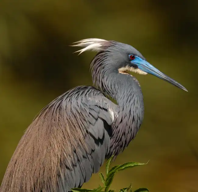 What is the spiritual significance of the heron in various cultures and belief systems?