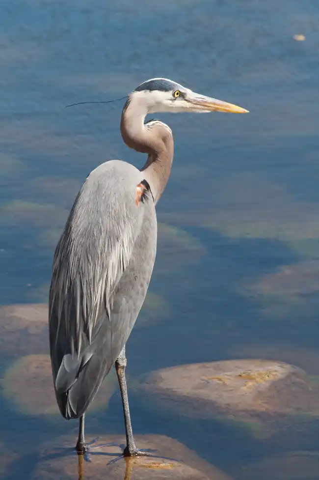 What is the spiritual significance of the heron in various cultures and belief systems?