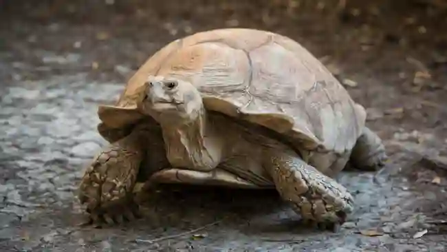 What is the spiritual significance of the tortoise in various cultures and religions?