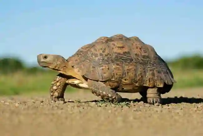 What is the spiritual significance of the tortoise in various cultures and religions?