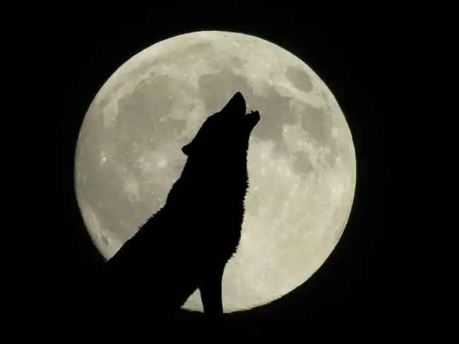 Wolf Moon