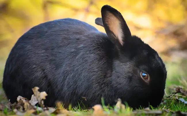 black rabbit