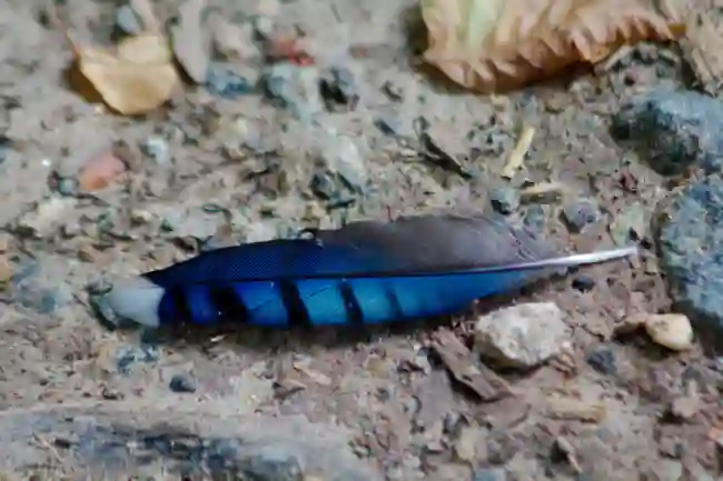 blue jay feather