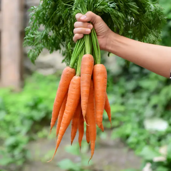 spiritual significance of carrots