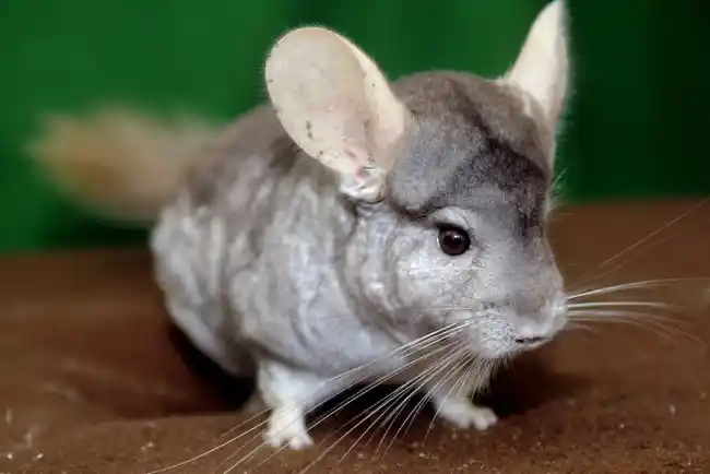 The Spiritual Significance of Chinchillas: A Closer Look at Their Symbolism